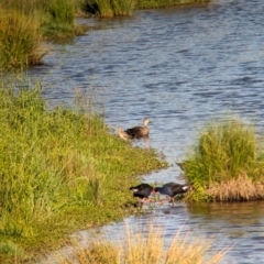 Gallinago hardwickii at Charles Sturt University - 16 Dec 2023 06:09 PM