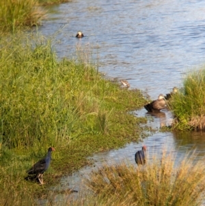 Gallinago hardwickii at Charles Sturt University - 16 Dec 2023 06:09 PM