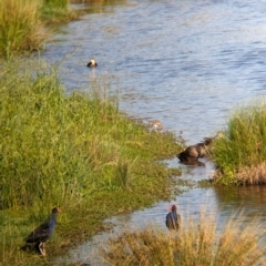 Gallinago hardwickii at Charles Sturt University - 16 Dec 2023