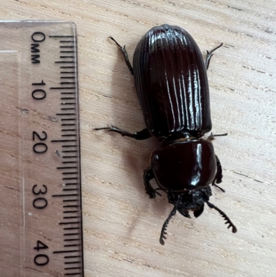 Unidentified Other beetle at Cape Otway, VIC - 18 Dec 2023 by ajlandford