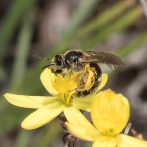 Lasioglossum (Chilalictus) sp. (genus & subgenus) at Latham, ACT - 18 Dec 2023 11:04 AM