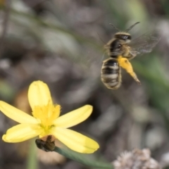 Lasioglossum (Chilalictus) sp. (genus & subgenus) at Blue Devil Grassland, Umbagong Park (BDG) - 18 Dec 2023