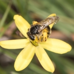 Lasioglossum (Chilalictus) sp. (genus & subgenus) at Latham, ACT - 18 Dec 2023 11:04 AM