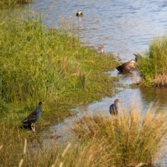 Porphyrio melanotus (Australasian Swamphen) at Charles Sturt University - 16 Dec 2023 by Darcy