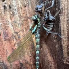 Unidentified Dragonfly (Anisoptera) at Beech Forest, VIC - 18 Dec 2023 by ajlandford