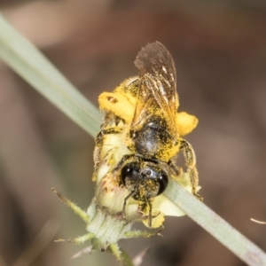 Lasioglossum (Chilalictus) sp. (genus & subgenus) at Blue Devil Grassland, Umbagong Park (BDG) - 18 Dec 2023