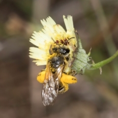 Lasioglossum (Chilalictus) sp. (genus & subgenus) at Blue Devil Grassland, Umbagong Park (BDG) - 18 Dec 2023