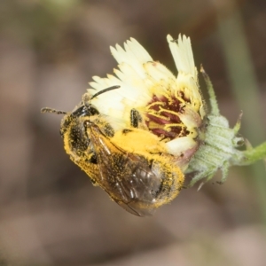 Lasioglossum (Chilalictus) sp. (genus & subgenus) at Blue Devil Grassland, Umbagong Park (BDG) - 18 Dec 2023