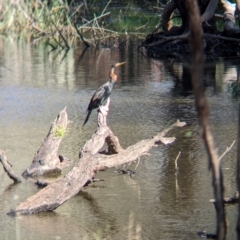 Anhinga novaehollandiae (Australasian Darter) at Albury - 16 Dec 2023 by Darcy