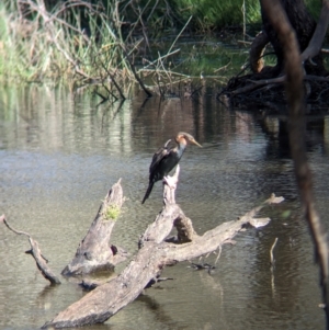 Anhinga novaehollandiae at Albury - 17 Dec 2023