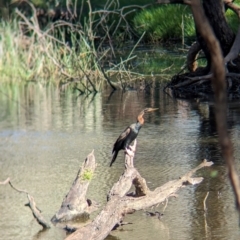 Anhinga novaehollandiae at Albury - 17 Dec 2023 09:18 AM