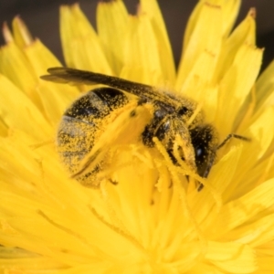 Lasioglossum (Chilalictus) sp. (genus & subgenus) at Latham, ACT - 18 Dec 2023