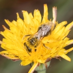 Lasioglossum (Chilalictus) sp. (genus & subgenus) at Latham, ACT - 18 Dec 2023