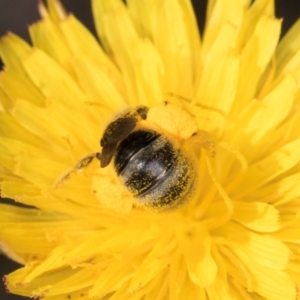 Lasioglossum (Chilalictus) sp. (genus & subgenus) at Latham, ACT - 18 Dec 2023