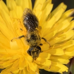 Lasioglossum (Chilalictus) sp. (genus & subgenus) at Latham, ACT - 18 Dec 2023