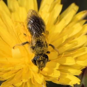 Lasioglossum (Chilalictus) sp. (genus & subgenus) at Latham, ACT - 18 Dec 2023