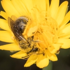 Lasioglossum (Chilalictus) sp. (genus & subgenus) at Latham, ACT - 18 Dec 2023