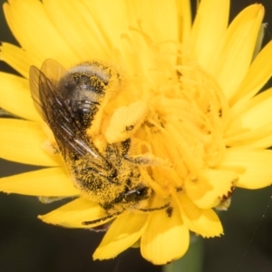 Lasioglossum (Chilalictus) sp. (genus & subgenus) at Blue Devil Grassland, Umbagong Park (BDG) - 18 Dec 2023