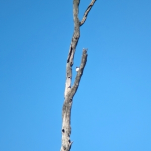 Artamus leucorynchus at Wonga Wetlands - 17 Dec 2023 10:04 AM