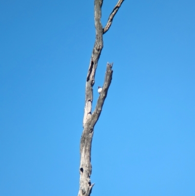 Artamus leucorynchus (White-breasted Woodswallow) at Wonga Wetlands - 16 Dec 2023 by Darcy