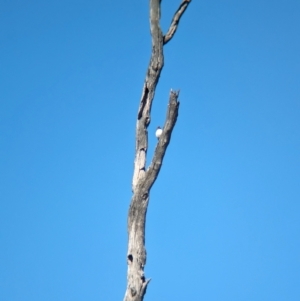 Artamus leucorynchus at Wonga Wetlands - 17 Dec 2023 10:04 AM