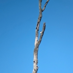 Artamus leucorynchus at Wonga Wetlands - 17 Dec 2023 10:04 AM