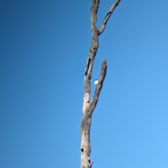 Artamus leucorynchus at Wonga Wetlands - 17 Dec 2023 10:04 AM