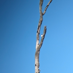 Artamus leucorynchus at Wonga Wetlands - 17 Dec 2023 10:04 AM