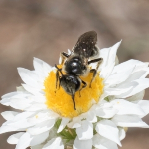 Lasioglossum (Chilalictus) lanarium at Blue Devil Grassland, Umbagong Park (BDG) - 18 Dec 2023