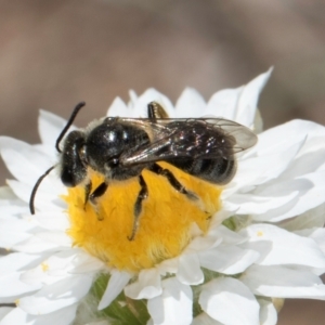 Lasioglossum (Chilalictus) lanarium at Blue Devil Grassland, Umbagong Park (BDG) - 18 Dec 2023