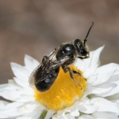 Lasioglossum (Chilalictus) lanarium at Blue Devil Grassland, Umbagong Park (BDG) - 18 Dec 2023