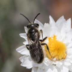 Lasioglossum (Chilalictus) lanarium at Blue Devil Grassland, Umbagong Park (BDG) - 18 Dec 2023