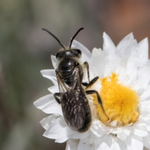 Lasioglossum (Chilalictus) lanarium at Blue Devil Grassland, Umbagong Park (BDG) - 18 Dec 2023