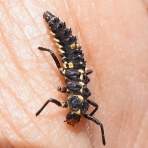 Cleobora mellyi at Tidbinbilla Nature Reserve - 17 Dec 2023 01:20 PM