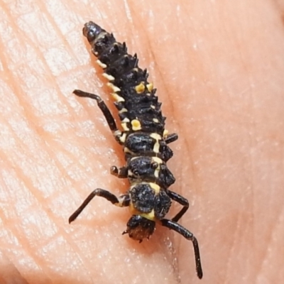 Cleobora mellyi (Southern Ladybird) at Tidbinbilla Nature Reserve - 17 Dec 2023 by JohnBundock