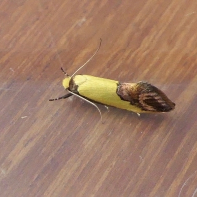 Chrysonoma catoptrina (A Concealer moth) at Yass River, NSW - 18 Dec 2023 by SenexRugosus