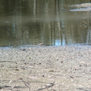 Charadrius melanops at Albury - 17 Dec 2023 10:31 AM