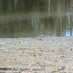 Charadrius melanops at Albury - 17 Dec 2023 10:31 AM