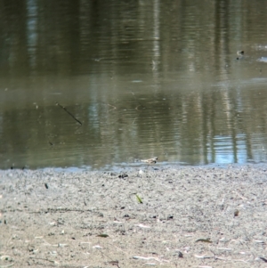 Charadrius melanops at Albury - 17 Dec 2023 10:31 AM