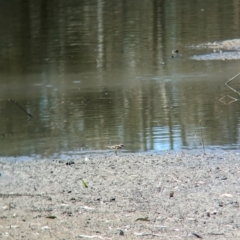 Charadrius melanops at Albury - 17 Dec 2023 10:31 AM