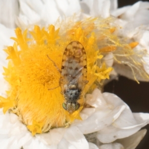 Austrotephritis pelia at Blue Devil Grassland, Umbagong Park (BDG) - 18 Dec 2023