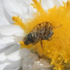 Austrotephritis pelia at Blue Devil Grassland, Umbagong Park (BDG) - 18 Dec 2023