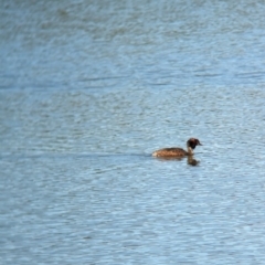 Podiceps cristatus (Great Crested Grebe) at Splitters Creek, NSW - 16 Dec 2023 by Darcy