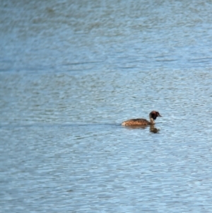 Podiceps cristatus at Wonga Wetlands - 17 Dec 2023 10:41 AM