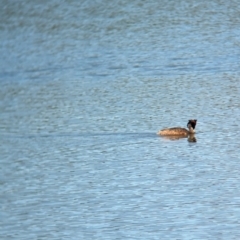 Podiceps cristatus at Wonga Wetlands - 17 Dec 2023 10:41 AM