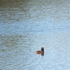 Podiceps cristatus at Wonga Wetlands - 17 Dec 2023 10:41 AM