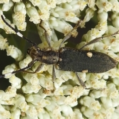 Pempsamacra pygmaea (Longhorn beetle) at Tidbinbilla Nature Reserve - 17 Dec 2023 by JohnBundock