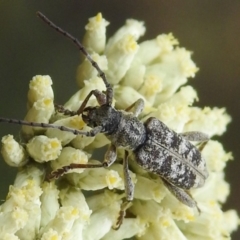 Pempsamacra dispersa (Longhorn beetle) at Tidbinbilla Nature Reserve - 17 Dec 2023 by JohnBundock