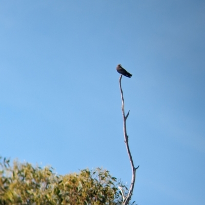 Artamus cyanopterus cyanopterus (Dusky Woodswallow) at Gelston Park, NSW - 17 Dec 2023 by Darcy
