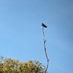 Artamus cyanopterus (Dusky Woodswallow) at Gelston Park, NSW - 17 Dec 2023 by Darcy